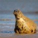 Seal 151109_10